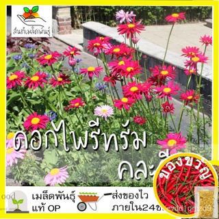 เมล็ดอวบอ้วน100%เมล็ดพันธุ์ ไพรีทรัม คละสี ดอกไม้ไล่แมลง 50 เมล็ด Mixed Pyrethrum เมล็ดพันธุ์แท้ นำเข้าจากต่างประเทศ ปลู