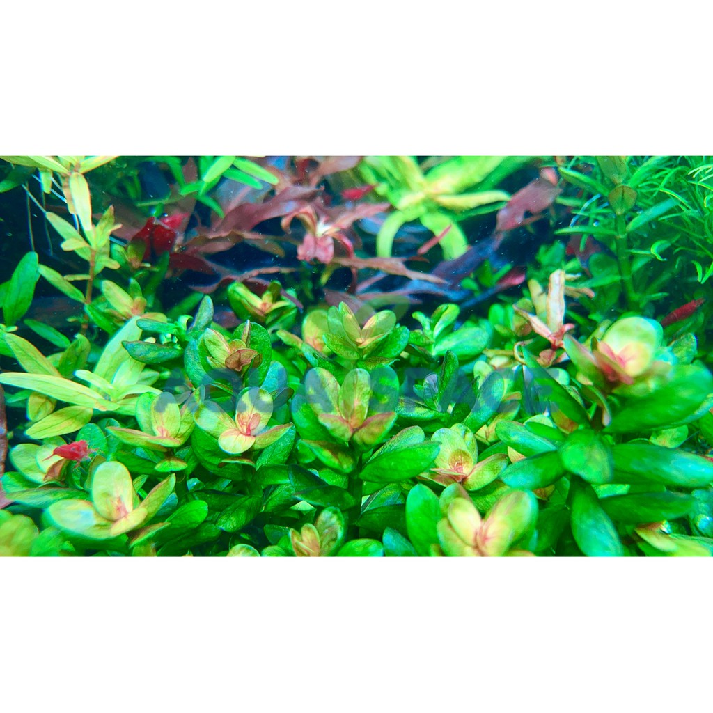 rotala-indica-bonsai-ก้านธูปเขียว-กลางตู้-หลังตู้-พรรณไม้น้ำ-ต้นไม้น้ำ-ตู้ไม้น้ำ-ไม้ข้อ-ไม้เขียว-ไม้แดง