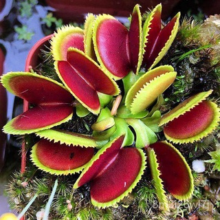 อินทรีย์ ต้น ดอก/30 Seeds Dionanea หรือ Venus Flytrap ต้นไม้กินแมลง กาบหอยแครง พันธุ์พืชหายาก พืชกินแมลง เมล็ดพันธุ์ OSW