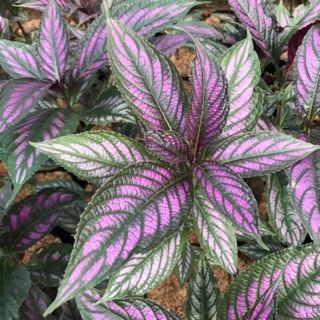 ภาพหน้าปกสินค้าต้นนาคบริพัตร 🌿Persian Shield (ถุงดำ) ซึ่งคุณอาจชอบสินค้านี้