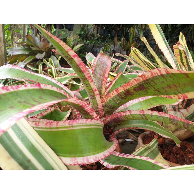 ขายเป็นหน่อหรือต้นลูก-สับปะรดสี-bromeliads-ไม้ด่าง-ไม้ประดับ-ไม้จัดสวน-ไม้มงคล