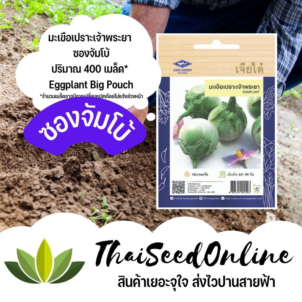 ภาพหน้าปกสินค้าเมล็ดพันธุ์ มะเขือเปราะเจ้าพระยา 450 เมล็ด ซองจัมโบ้ เพิ่มปริมาณมากกว่า 3 เท่า ตราเจียไต๋ Eggplant จากร้าน thaiseedonline บน Shopee