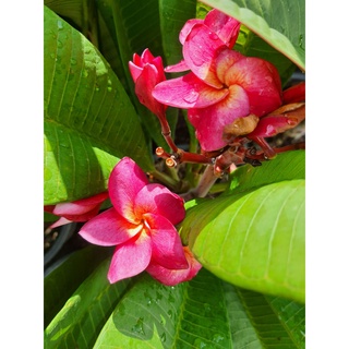 ต้นลีลาวดี สีแดง แดงงามพร้อม  ลีลาวดีแดง (Plumeria ruba) ส้มสูง45-60 cm จัดส่งพร้อมกระถางชำ11นิ้ว