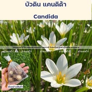 ภาพขนาดย่อของภาพหน้าปกสินค้าหัวดอกไม้ราคาพิเศษ  บัวดินมีให้เลือกหลายสี จากร้าน homkaigarden บน Shopee