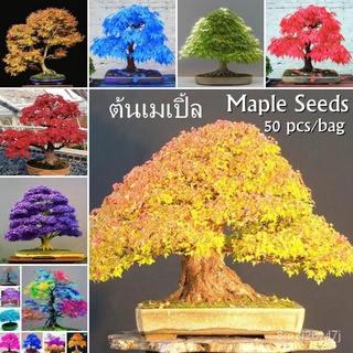 อินทรีย์ ต้น ดอก/ประเทศไทยพร้อมสต็อก 50 PCS ต้นเมเปิ้ล Mixed Colors Japese Maple Seeds (available In Blue, Re ZMSL