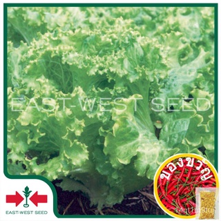 เมล็ดอวบอ้วนEast-West Seed เมล็ดพันธุ์ผักกาดหอม (Lettuce seeds)  แกรนด์แรปิดส์ เมล็ดพันธุ์ผัก เมล็ดพันธุ์ ผักสวนครัว ผัก