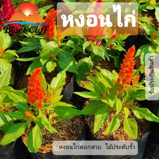 ต้นหงอนไก่ หงอนไก่ Cockscomb สวนเขาหมาก ไม้ดอก ไม้สวย ไม้ประดับ ดอกไม้ home garden รับประกันสินค้า