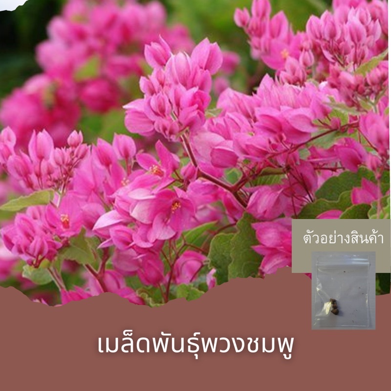 เมล็ดพันธุ์พวงชมพู3เมล็ด-ขั้นต่ำโปรดสั่งสินค้าภายในร้าน30บาทขึ้นไปไม่รวมค่าขนส่งค่ะ