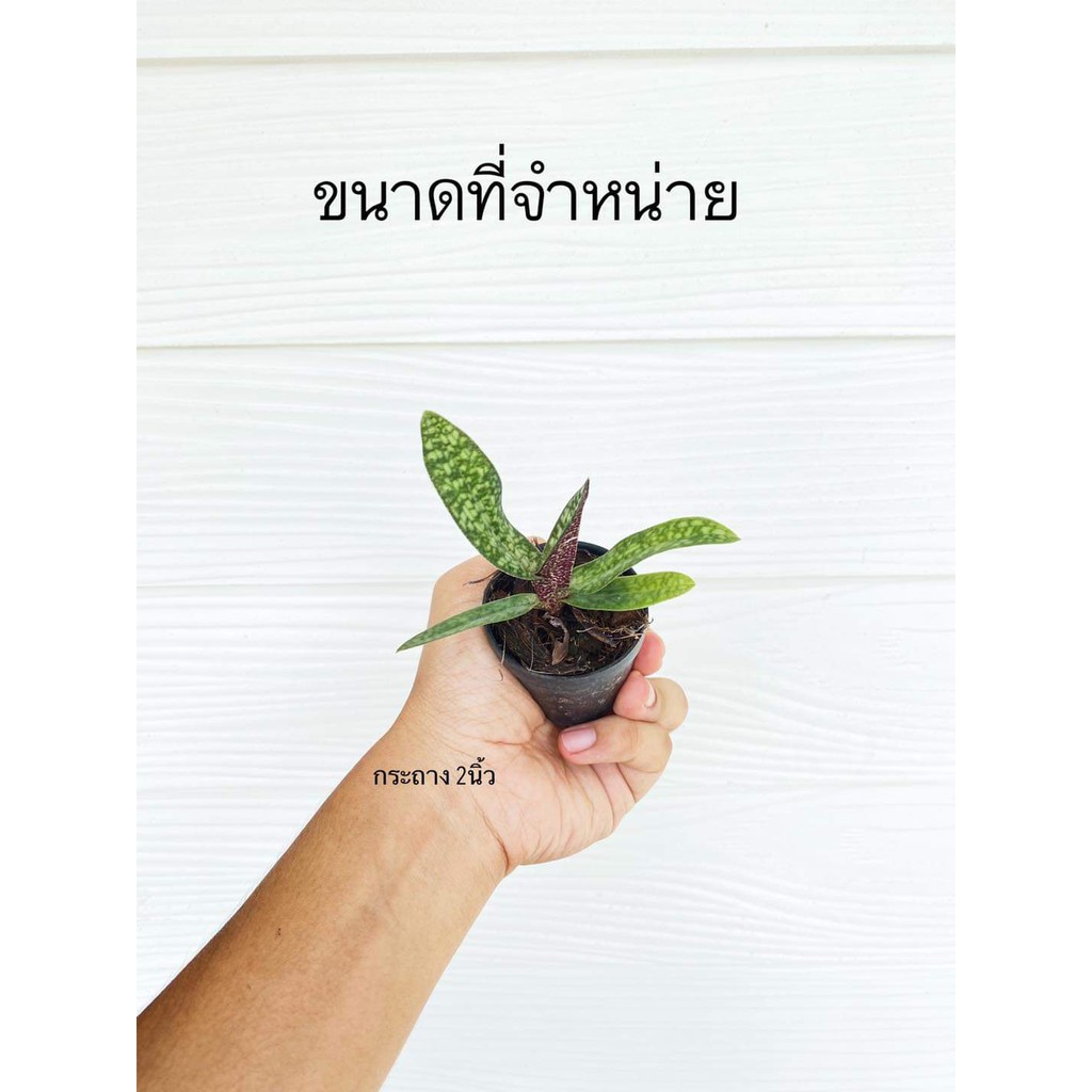 ขาย-ต้นพันธุ์-ดอก-ต้น-รองเท้านารี-เดเลนนาตีไอ-paphiopedilum-delenatii-กล้วยไม้-เอื้อง-ศรุต