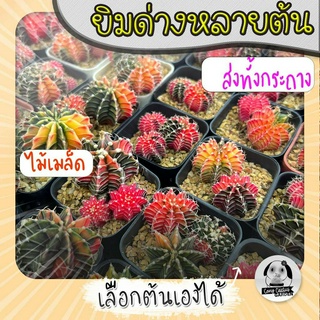 ต้นยิมโนด่างหลายต้น เลือกต้นได้ LBHBด่าง (gymnocalycium) set R - กระบองเพชร ราคาถูก🌵แคคตัส🌵