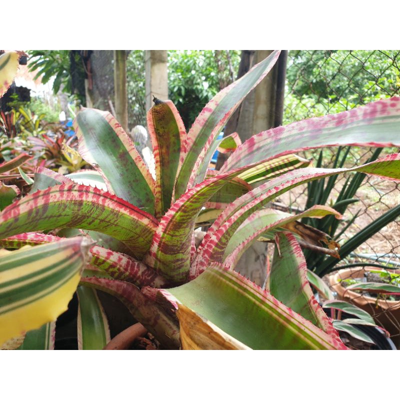 ขายเป็นหน่อหรือต้นลูก-สับปะรดสี-bromeliads-ไม้ด่าง-ไม้ประดับ-ไม้จัดสวน-ไม้มงคล