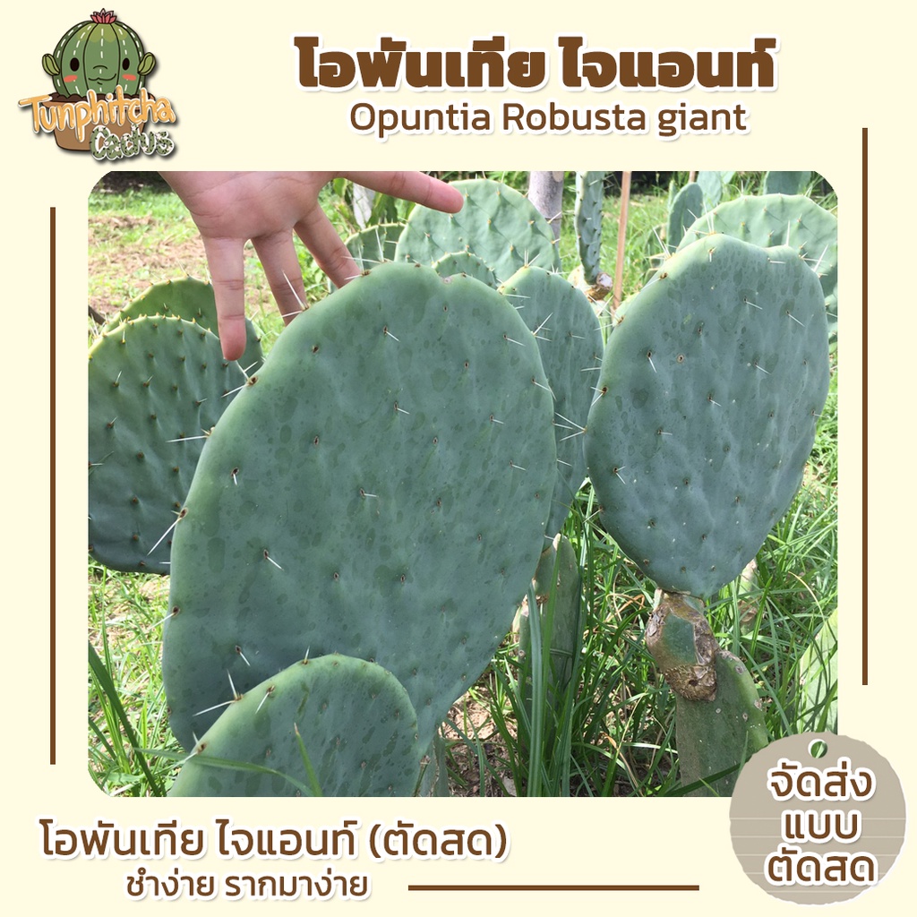 โอพันเทีย-ไจแอนท์-opuntia-robusta-giant-ตัดสด-มี2ขนาด-13-15-15-19cm