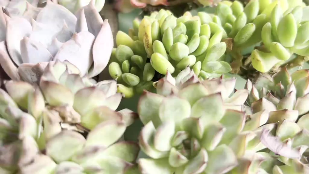 succulent-minipotไม่ต้องมีดินก็ปลูกได้