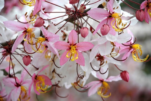 เมล็ดพันธุ์กัลปพฤกษ์-ดอกสีชมพูสวยงาม