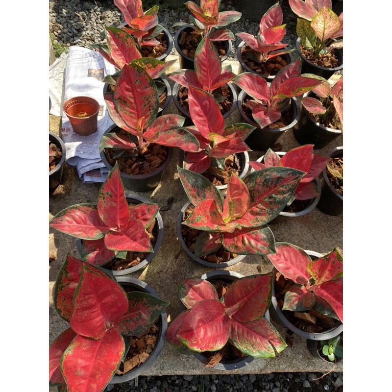 aglaonema-สุขสมใจปอง