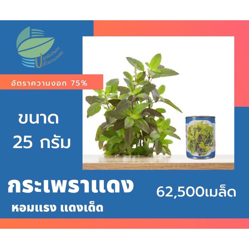 เมล็ดกะเพรา-2-ชนิด-ชนิดละ-62-500-เมล็ด-25g-กะเพราขาว-กะเพราแดง