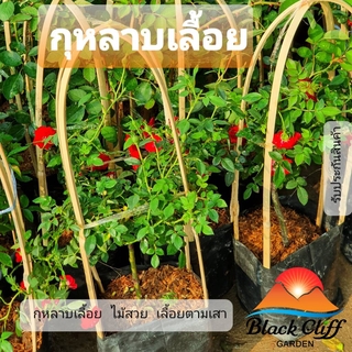 กุหลาบเลื้อยสีแดง Climber rose สวนเขาหมาก ไม้ดอก ไม้สวย ไม้ประดับ ดอกไม้ home garden รับประกันสินค้า