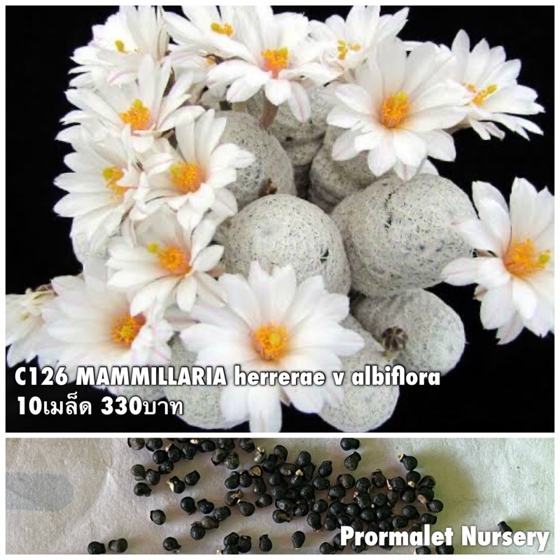 kirschlorbeer otto luyken kaufen Kirschlorbeer Otto Luyken (Prunus laurocerasus 'Otto Luyken') | 40-50 cm  mit Wurzelballen