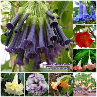 [ส่งเร็ว] Datura Brugmansia Seeds-50Pcs เมล็ดพันธุ์สำหรับปลูก S (S)-Rare Ornamental S Bonsai Seeds เมล็ดพันธุ์สวน XEHU