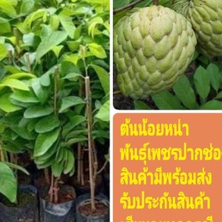 ต้นน้อยหน่าเพชรปากช่อง ผลโต รสหวาน ต้นสูงประมาณ 80-90cm.(1ต้น)