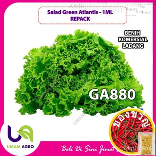 เมล็ดพันธุ์ผักกาดหอมคอรัลกรีนแอตแลนติส (GA880) - Benih Salad Coral Green Atlantis 50 Seeds (Not Live Plants) เมล็ดพันธุ์