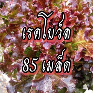 เมล็ดผักเรดโบว์ เมล็ดผักสวนครัว เมล็ดผัก5บาท