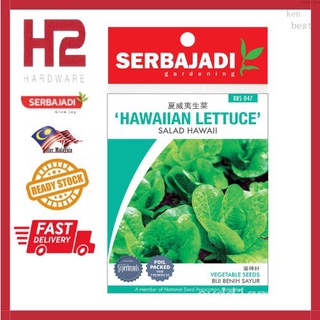 เมล็ดพันธุ์ผัก serbajadi Hawaii lettuce-salad Hawaii (BBS047) เมล็ดพันธุ์ TY0D