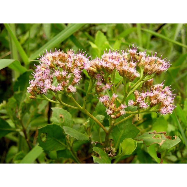 ชาขลู่-อายุวัฒนะ-บำรุงสุขภาพ-ขับปัสสาวะ-รักษาริดสีดวงทวาร