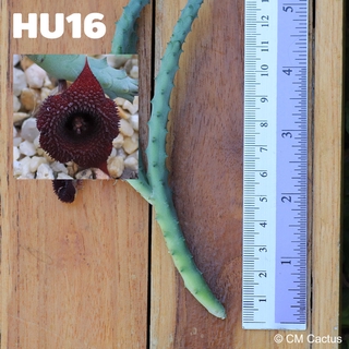 เก๋ง Huernia x pendurata (HU16) ตัดสด ยาว 15 เซนติเมตร