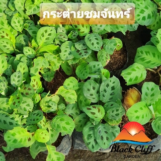 ต้นกระต่ายชมจันทร์ กระต่ายชมจันทร์ สวนเขาหมาก สีสรรสดใส ไม้ดอก ไม้สวย ไม้ประดับ ดอกไม้ home garden รับประกันสินค้า