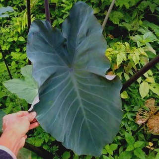 Alocasia bluegreen. จัดส่งเเบบล้างรากตัดใบ