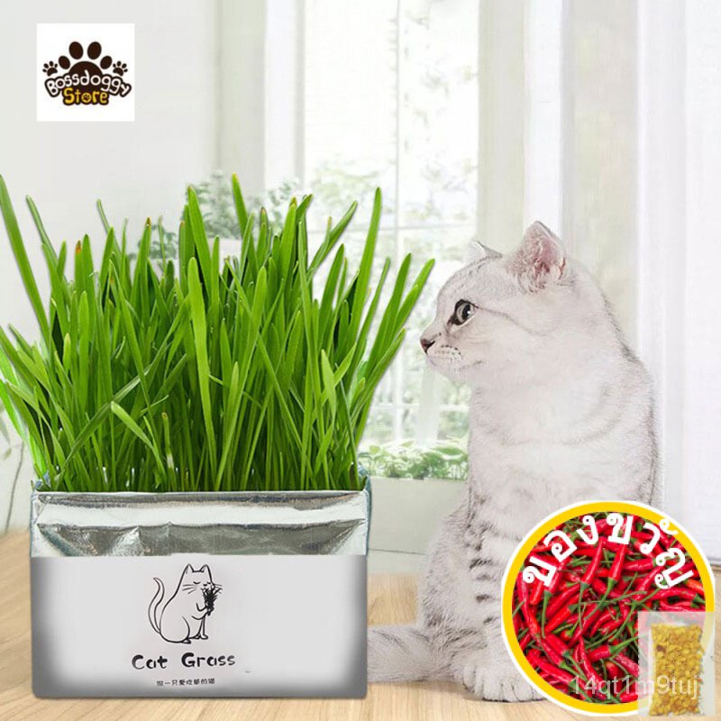 pet-cat-soilless-hydroponic-seed-growing-for-oral-cavity-cleaningedเมล็ดเชีย-เมล็ดกุหลาบ-เมล็ดดอกไม้-เมล็ดดอกดาวเรือง-เ