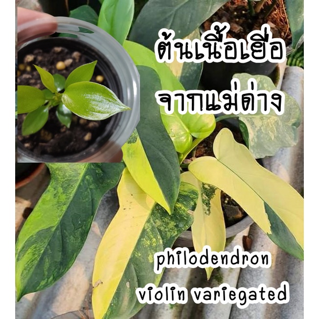 philodendron-violin-ไวโอลิน-ไม้เนื้อเยื่อลุ้นด่างจากแม่พันธุ์ด่าง