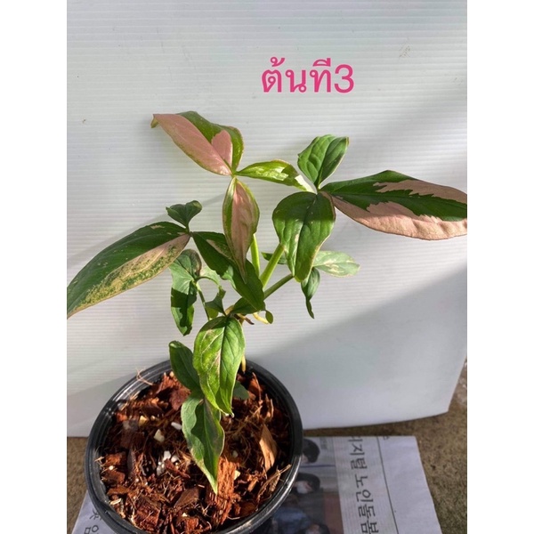 เงินไหลมาด่างชมพู syngonium pink splash พิ้งค์สแปช | Shopee Thailand