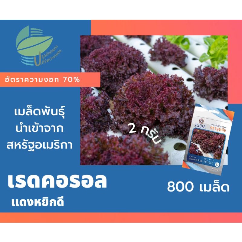 ผักกาดหอม-เรดคอรอล-สึนามิ-red-coral-เมล็ดผักสลัด