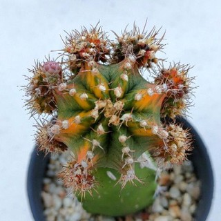 Cake Cactus Farm กระบองเพชร Gymnocalycium mihanovichii variegated ยิมโนด่าง มัลติคัลเลอร์ กราฟตอสามเหลี่ยม