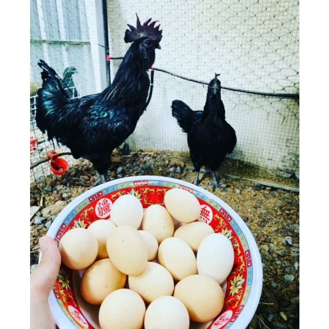 ภาพสินค้าไข่ไก่ดำสดแพ็คละ 6ใบ เลี้ยงแบบออแกร์นิค สำหรับนำไปปรุงอาหาร จากร้าน emperor_black_chicken บน Shopee ภาพที่ 5