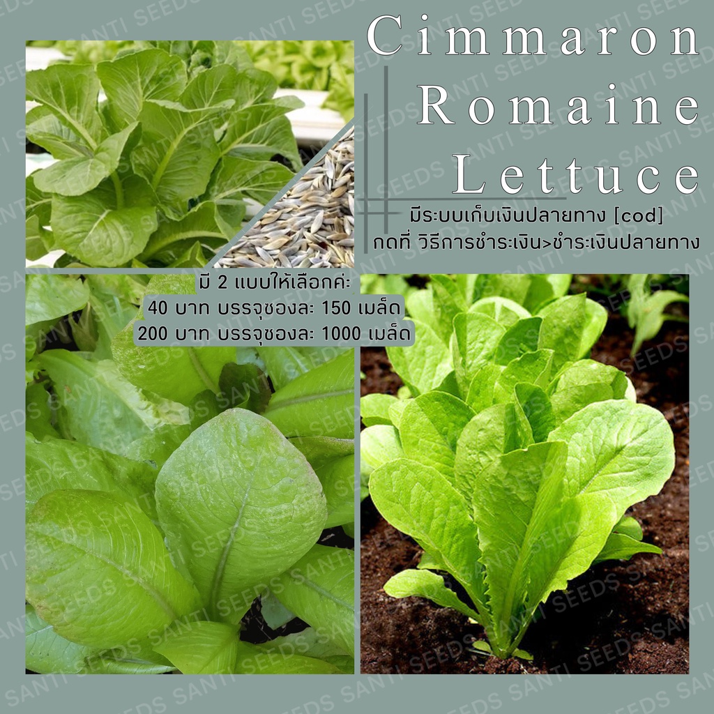 เมล็ดพันธุ์-ผักสลัด-ซิมมารอนโรเมนมล็ด-cimmaron-romaine-lettuce-เมล็ดพันธุ์แท้-นำเข้าจ-นี่มันเมล็ดพืช-ไม่ใช่พืช