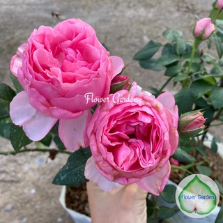 Flower Garden F483 กุหลาบ Eckart Witzigmann (เอ็คคาร์ท) แบบถุง ติดดอก