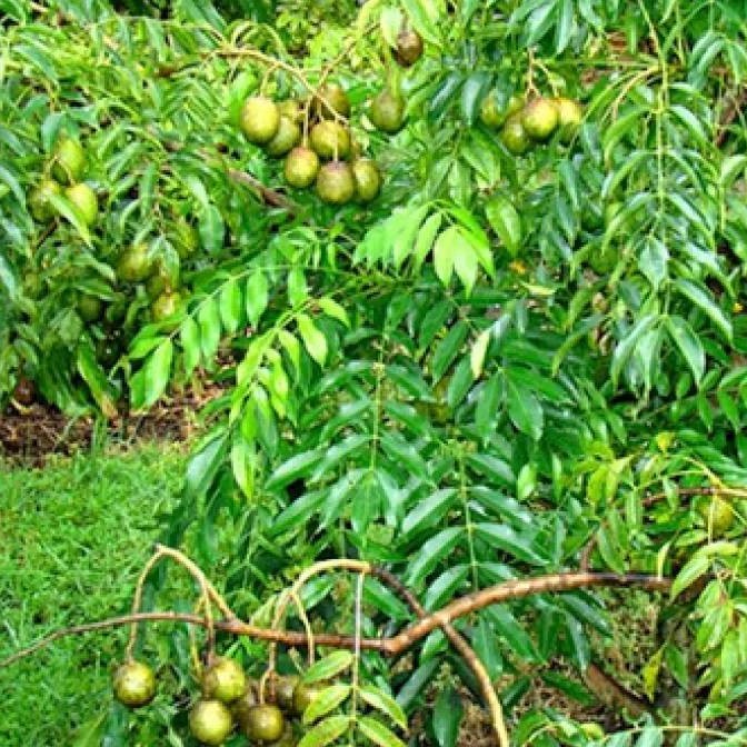 ต้นมะกอกพันธุ์เตี้ย-กินผล-ทรงพุ่มเตี้ย-ออกลูกดก-สูงขนาด50-60-cm-1ต้น-แพ็ค