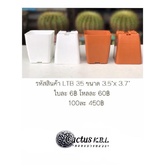 LTB35 กระถางต้นไม้แคคตัส มีให้เลือก 2 สี ขนาด 3.5 x 3.7 นิ้ว