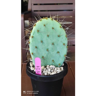 Opuntia Macrorhiza N24 ชำมีราก