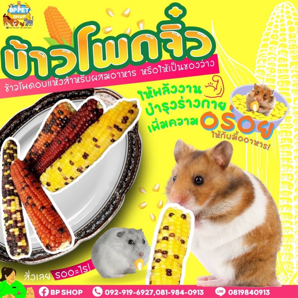 bp-pets-ข้าวโพดลับฟัน-ขนมหนูแฮมเตอร์-ชูก้าร์-กระรอก-ของลับฟันหนูแฮมเตอร์