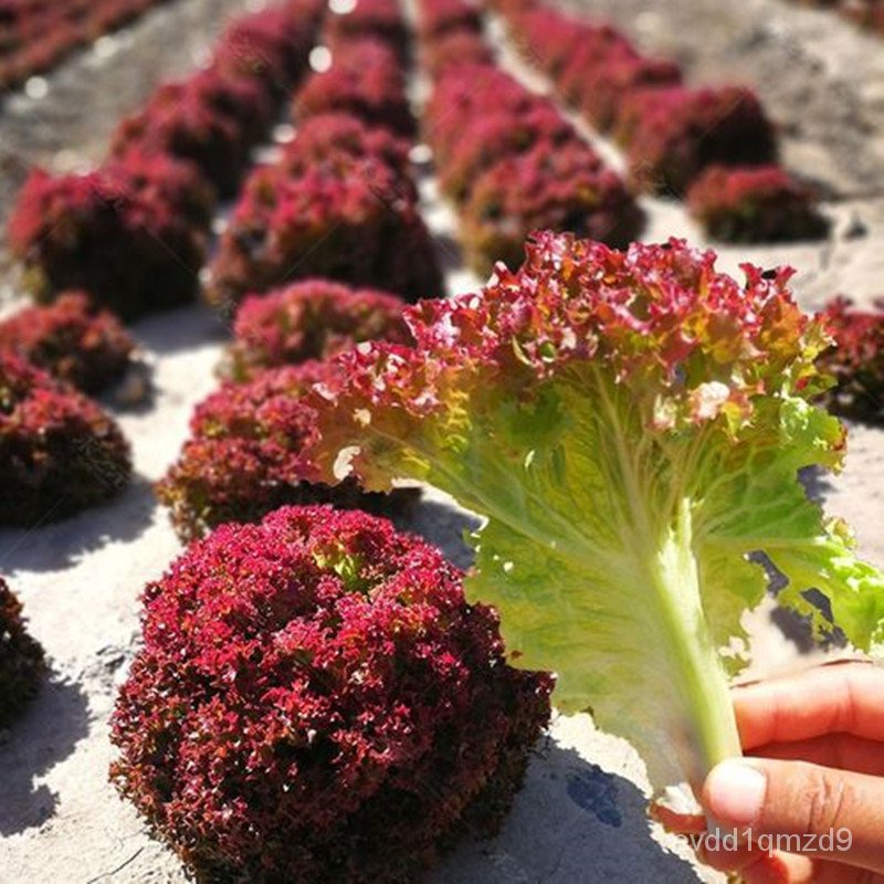 quick-delivery-lettuce-seeds-for-sale-100-seeds-bonsai-seeds-for-planting-vegetables-vegetable-plant-blossom-s-see00