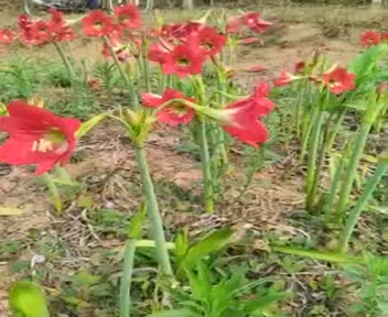 ว่านสี่ทิศพันธุ์พื้นเมือง-สีแดง-ราชินีดอกไม้หัว-red-amaryllis-ว่านสี่ทิศแดง-ว่านสี่ทิศ