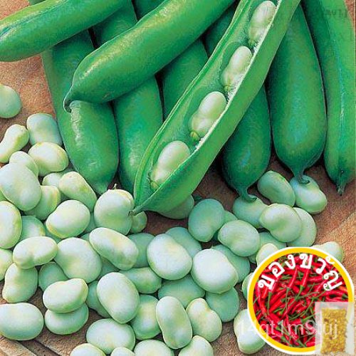 เมล็ดอวบอ้วน100-เมล็ดพันธุ์-ถั่วปากอ้า-broad-windsor-fava-bean-seed-บรรจุ-10-เมล็ด-คุณภาพดี-ราคาถูก-ของแท้-100-เมล็ดพื