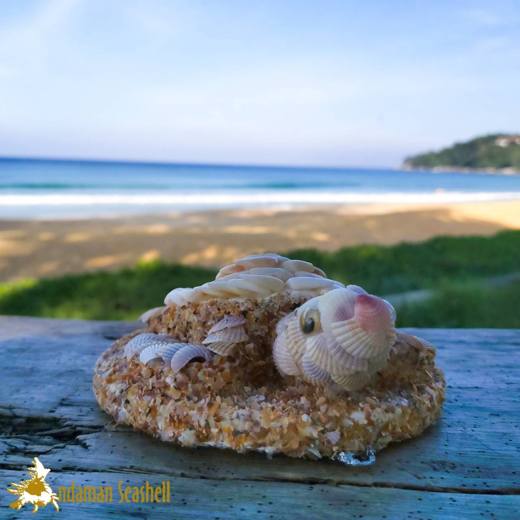 andaman-seashell-ตุ๊กตาปูนปั้นติดเปลือกหอย-เต่าติดหอยแครงมีฐาน