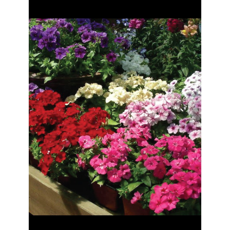 aga-shop-เมล็ดพันธุ์-ฟล็อกซ์-phlox-ทเวนตี้-เฟิร์ส-เซ็นจูรี่-สีมิกซ์-100-เมล็ด