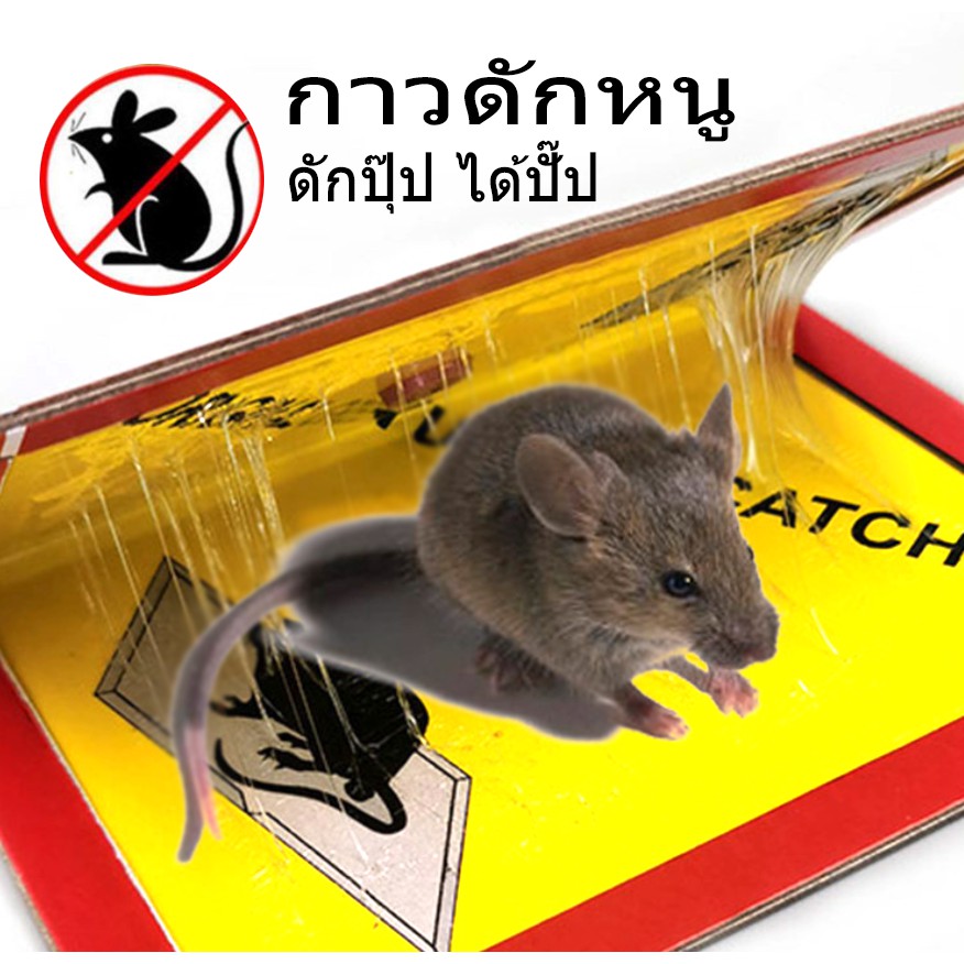 กาวดักหนู-original-แบบสำเร็จรูป-ไม่เหม็น