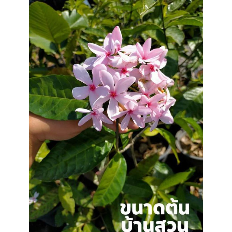 ต้นพุดพวงดวงใจ-บ้านสวนพันธุ์ไม้